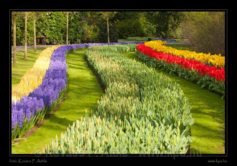 Keukenhof Hollandia 073.jpg